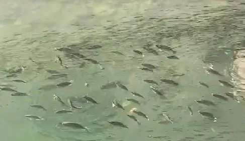 影/地震前兆？日月潭台灣鯛「集體水面抬頭」奇景　縣府：下面太冷了